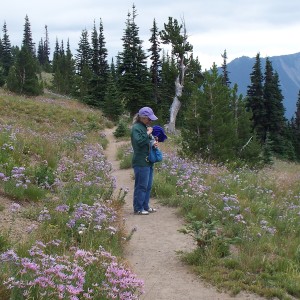 Research can be a never-ending path through a beautiful meadow.